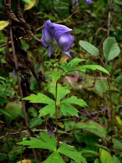 {Aconitum uncinatum}